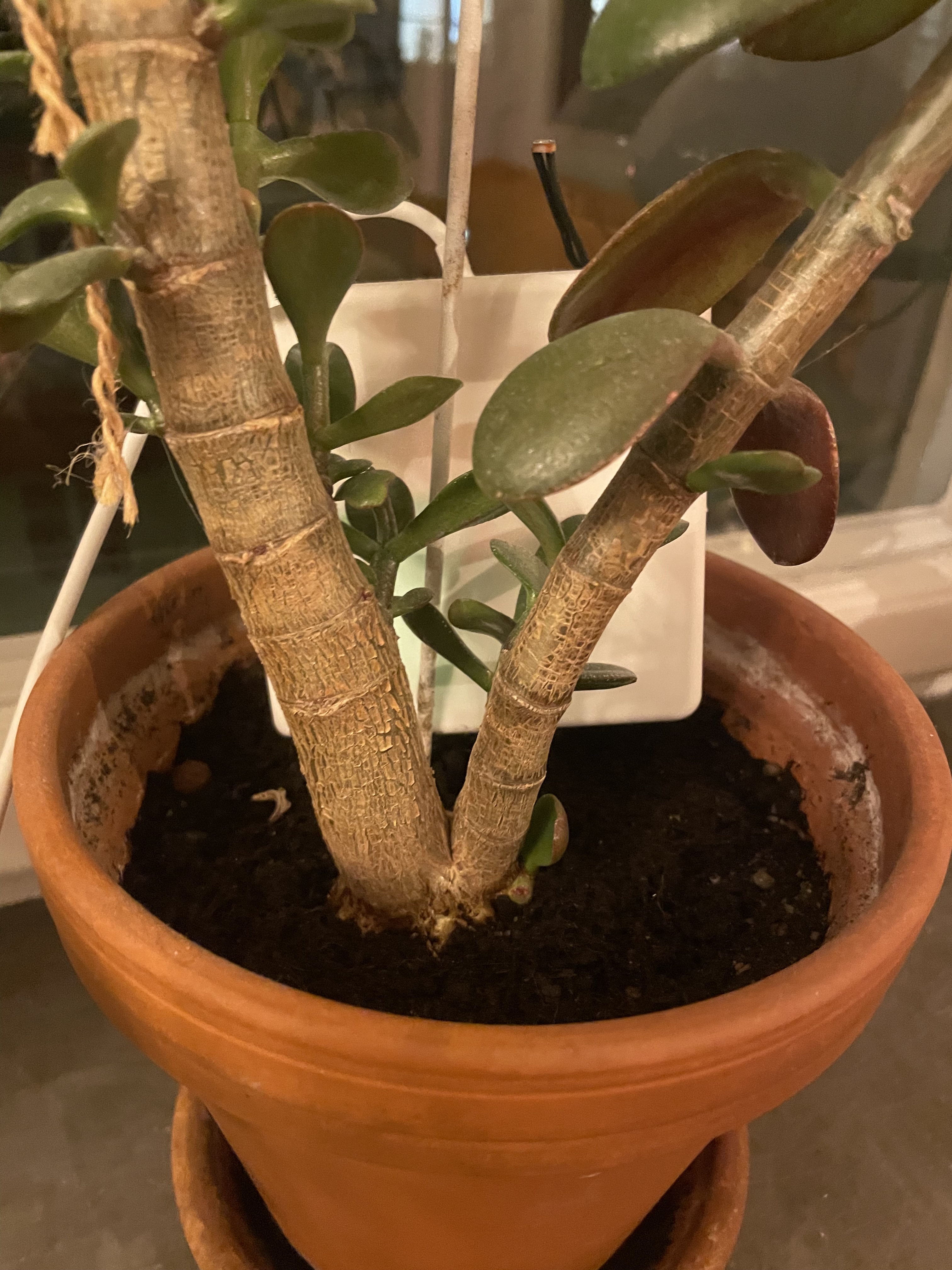 Box closed and put into the plant